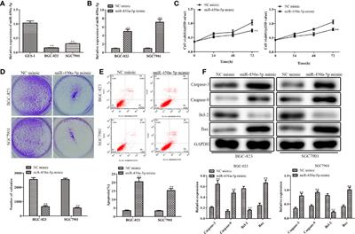 MiR-450a-5p Inhibits Gastric Cancer Cell Proliferation, Migration, and Invasion and Promotes Apoptosis via Targeting CREB1 and Inhibiting AKT/GSK-3β Signaling Pathway